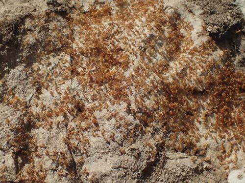 Réf. 223 076 : Pheidole pallidula